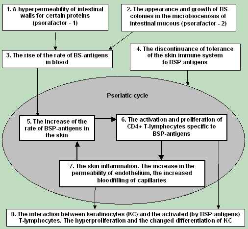 Model 
      of pathogenesis of psoriasis. Interaction of factors.